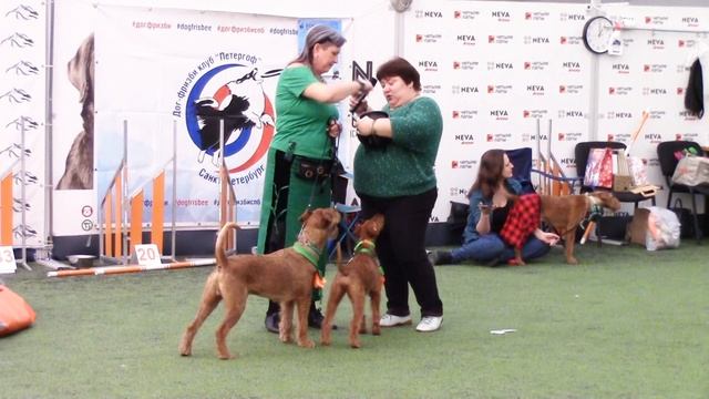 Ирландские терьеры : Зеленая встреча 2026. И мы там были