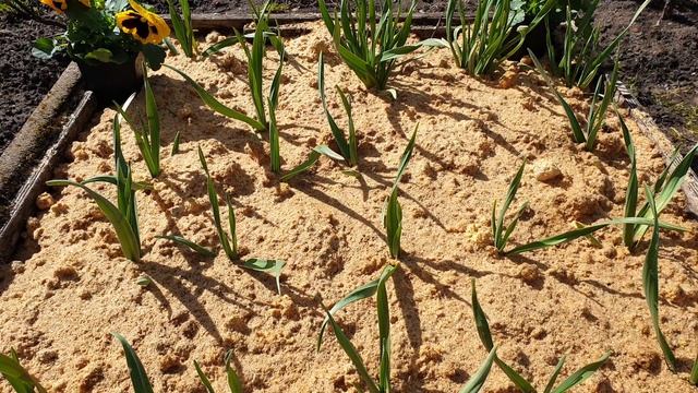 Использование опилок в огороде. Друг или враг? Опилки. Помощник  богатому урожаю.