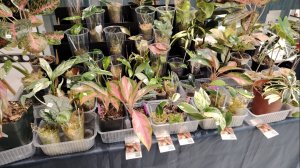 Ярмарка цветов в Йошкар-Оле. Йошкин маркет