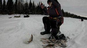 ХМАО. МАРТ 2026. ВЕСЕННЯЯ РЫБАЛКА. НАШЁЛ КЛЁВую лунку. Ловим Чебака!