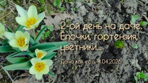 Дача, день 2. Обрезаю ёлку и гортензию древовидную, чищу цветники / Дача как есть 4.04.2026