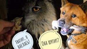 Как заставить замолчать сову? Никак! Вечерние хлопоты среди сов. Собаченьку опять недокармливают!