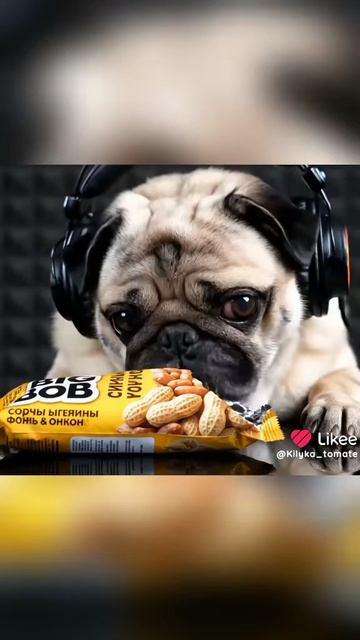 орешки биг боб асмр