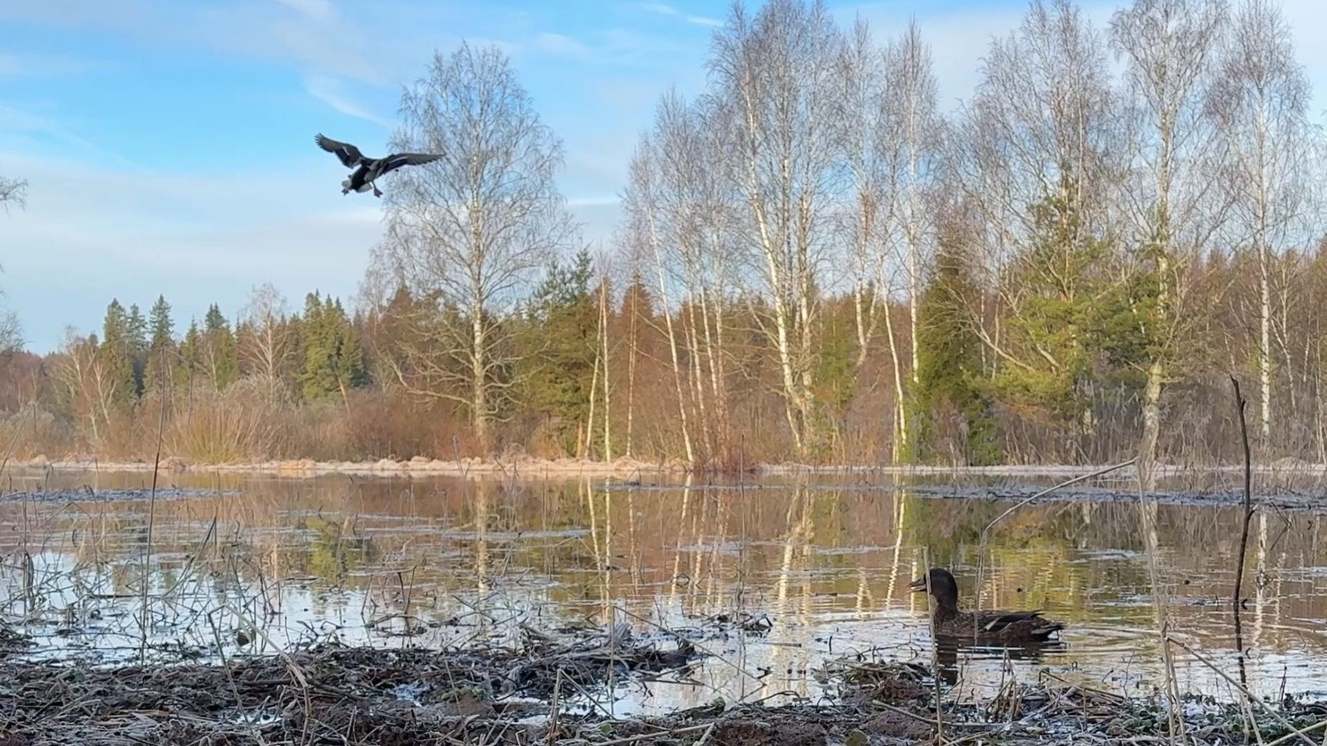 Весенняя охота с подсадной 2026. Шикарная утрянка!!!!