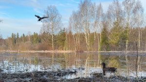 Весенняя охота с подсадной 2026. Шикарная утрянка!!!!