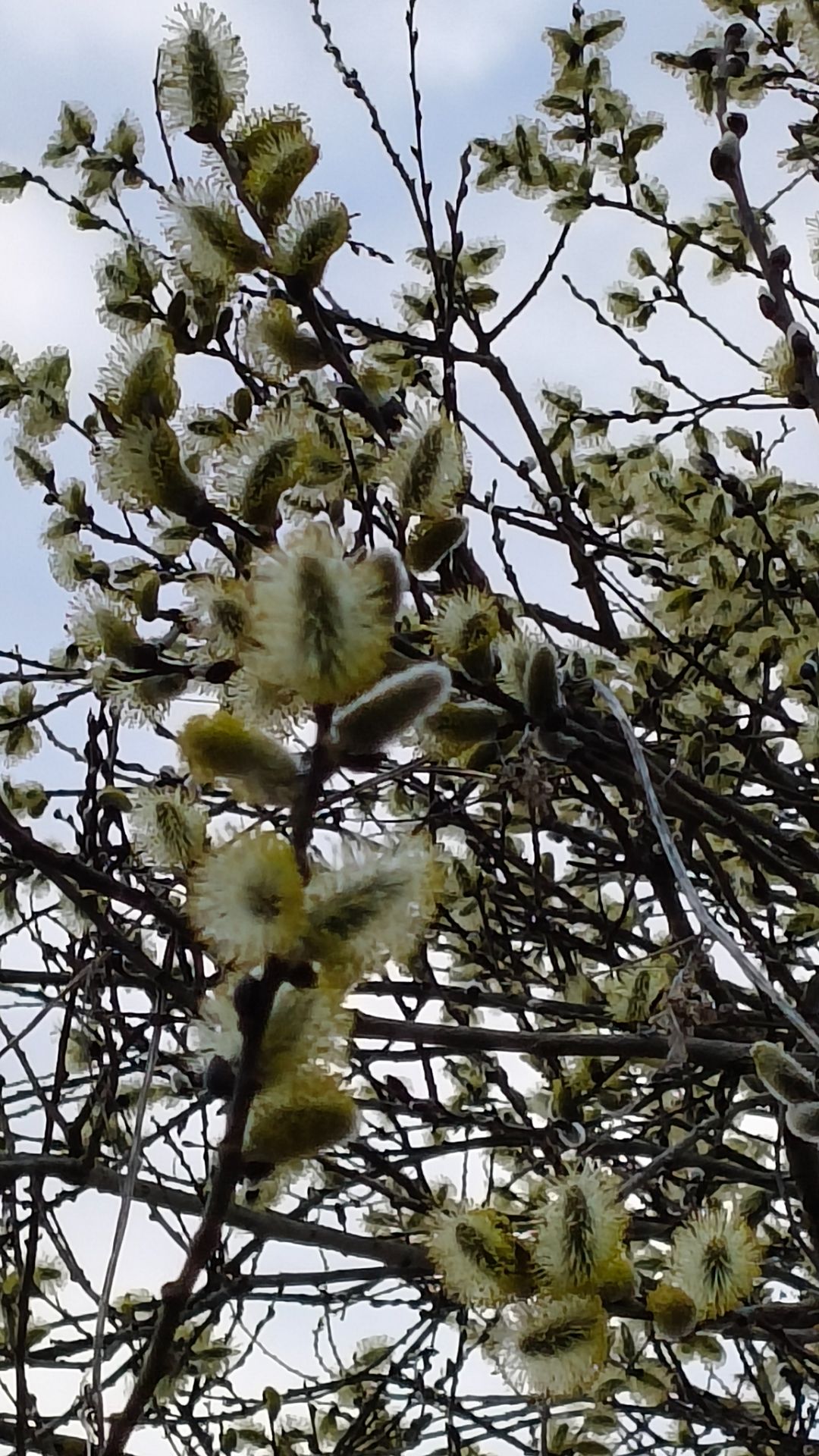 Я в весеннем лесу...