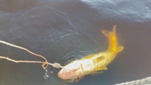 Рыбалка 1 апреля 2026  р.Свирь