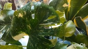 Выставка цветов, часть1.🌴🌷🌵