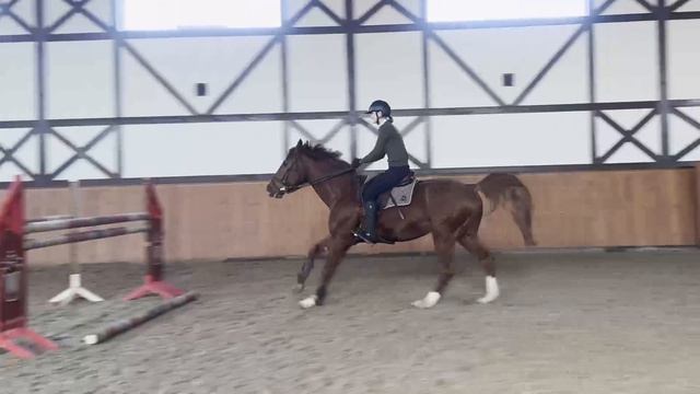 Quack Quack Blue Vant Huka