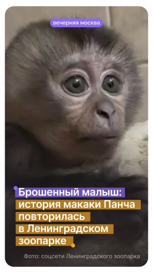 Брошенный малыш: история макаки Панча повторилась в Ленинградском зоопарке // Вечерняя Москва