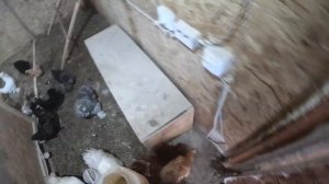 Что стало со страусом ? Машина поломалась . ХУТОР В ЛЕСУ №974