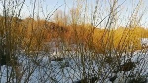 Отыскали пушистики вербы