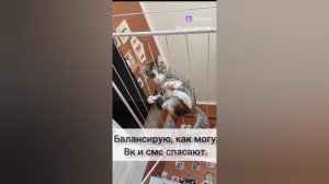 ПУШИСТЫЙ В ДЕЛЕ ПОВТОРНАЯ ЗАГРУЗКА 05-04-2026