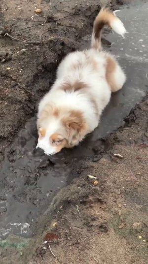 Каждая моя прогулка весной 🌸🚶♀️ #прогулка #весна