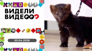 Видели видео? Выпуск от 05.04.2026