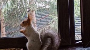 С вербным воскресенье поздравляет всех вольный зоопарк