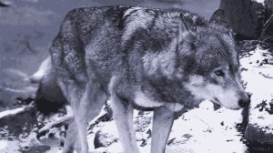 СТАРЫЙ ВОЖАК УЖЕ НЕ МОГ ИДТИ, И СТАЯ ОСТАВИЛА ЕГО УМИРАТЬ.