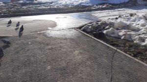 Наглые голуби еще и собаки.