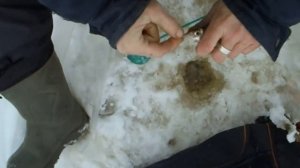 Рыбалка на мормышку зимой,ловля ельца в палатке,зимняя рыбалка на чернобыльник