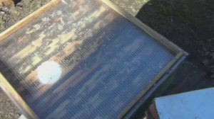 Пихтовое масло  от клеща.