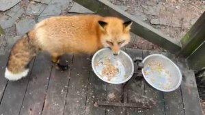 Лиса-Алиса. Улыбающаяся лиса в ожидании завтрака