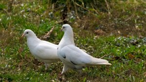 Он так красиво ухаживал, а голубка не оценила