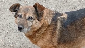 Собака барабака милая 👍#собака