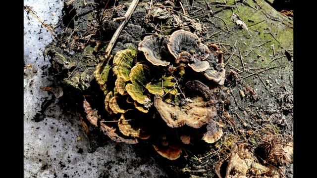 Кнопочка с х-ином, 5 бездомышей,гало,  облака и лопушки