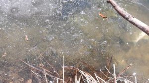 Что случилось с рабой?! Ничего не понимаю!