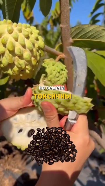 Топ-3 «опасных» фрукта в Таиланде 👇🏼  1️⃣