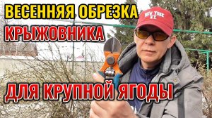 Попробуйте так обрезать КРЫЖОВНИК весной и он завалит вас крупной ягодой летом