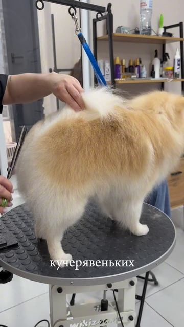 Какие Тедди и Оливка красивые после грумминга  🐶❤️ 

#блогертюмень #модельтюмень #грумингсобак #грум