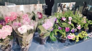 Ярмарка цветов