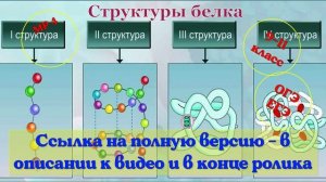 Белки. Строение. функции, классификация, значение для организма. Видеоурок.