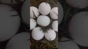 Вестник от  Спасителя  мира на земле и указывает  по датам выданные признаки апокалипсиса  значит...