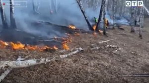 Огонь охватил 10,5 тысяч гектаров леса в ЕАО