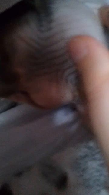 Моя кошка(3 Часть)