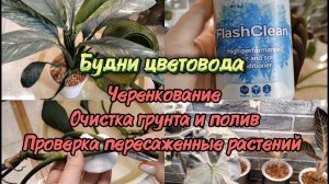 Будни цветовода | Черенкование филодендронов. Очистка грунта и полив. Проверка пересаженных растений