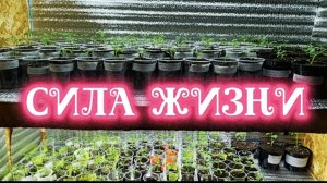 Не налюбуюсь на рассаду томатов.Такие все хорошенькие.🤗🤗🤗