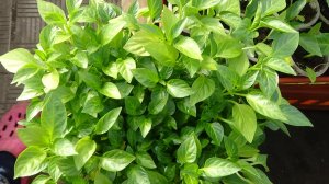 Бледные листья у рассады сладкого перца... Это не всегда "ГОЛОДАНИЕ"! 5.04.2026.