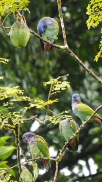 Синеголовый красногузый попугай (Pionus Menstruus Rubrigularis)