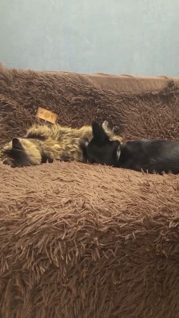 Альфа и Тима #котисобака #собакаикот #домашниепитомцы #домашниеживотные #собака #кот #няшки #любимки