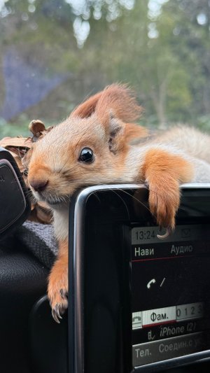 Чип гуляет в Гаспре😎