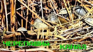 НАШЕСТВИЕ ЧЕРЕПАХ!!!Думали наловить РЫБУ, а там РЕПТИЛИИ)))