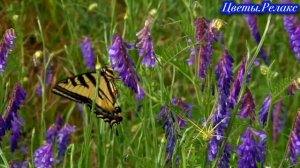 Цветы.Релакс.