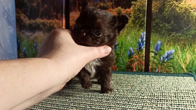 Евгеника от Леона #скидки до 20/04/26 #купить_щенка_чихуахуа_продаю +79215950848