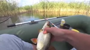 ПЛОТВА КРУПНЕЕ КАРАСЕЙ!! Вот это я ПОПАЛ... Бешеный клёв на ПОПЛАВОЧНУЮ УДОЧКУ!!