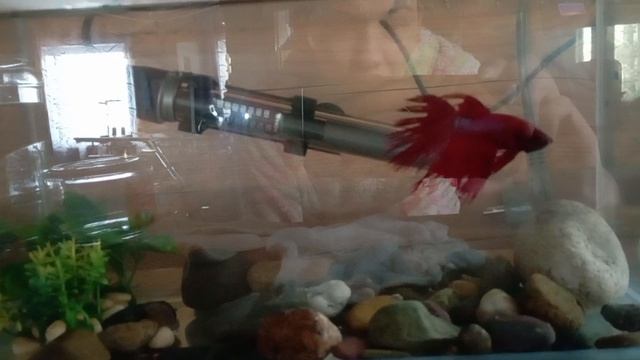 Обзор рассады на 04.04.2026 год