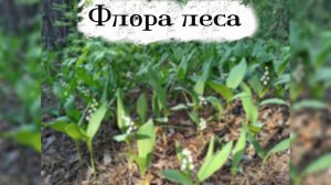Флора леса || Фотоблог