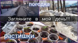 Загляните в мой день//погода//растишки